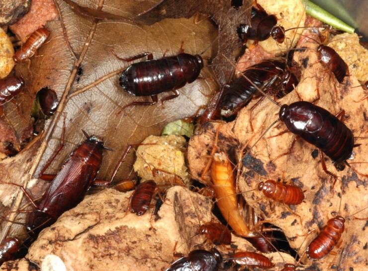 Cockroaches