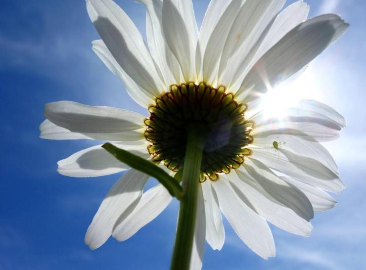 Ox Eye Daisy