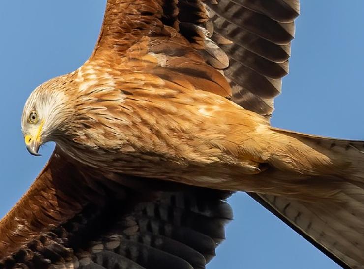 Red Kite Image by Kev from Pixabay