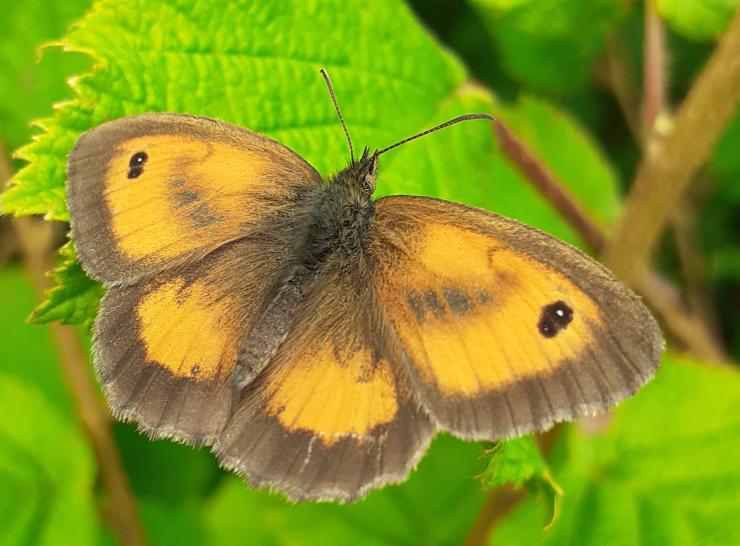 Gatekeeper butterfly Photo: Andy Sier