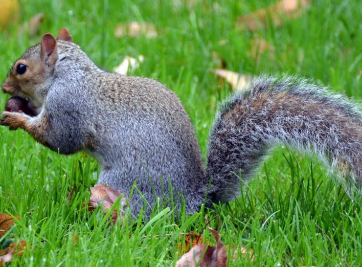 Grey squirrel