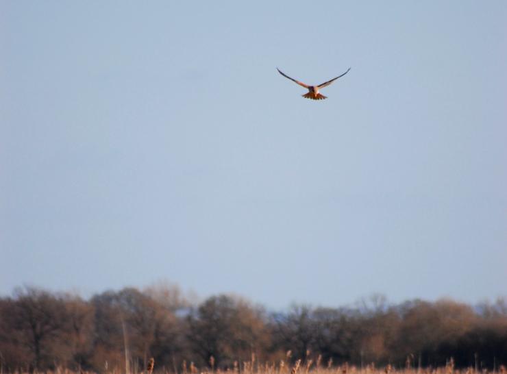 Kestrel hunting