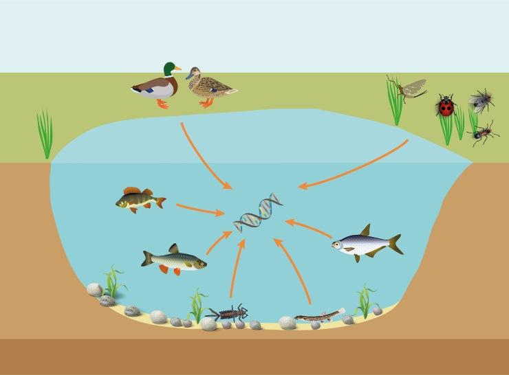 An illustration showing the release of eDNA into the freshwater environment