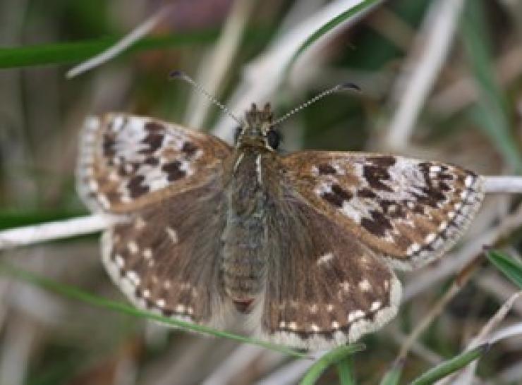 Dingy skipper butterfly