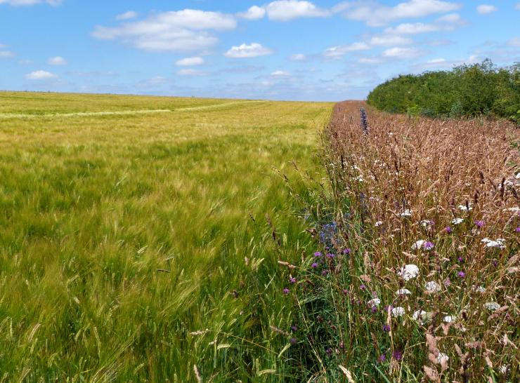 Wildflower field margin, ASSIST trials.