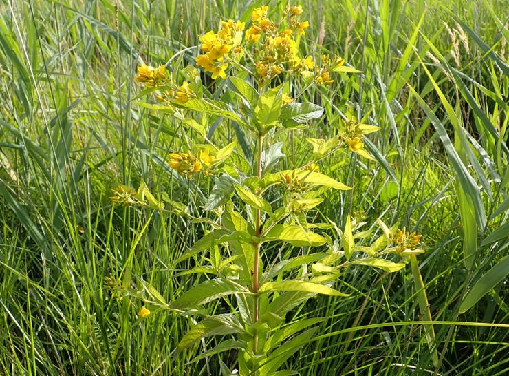 Yellow Loosestrife