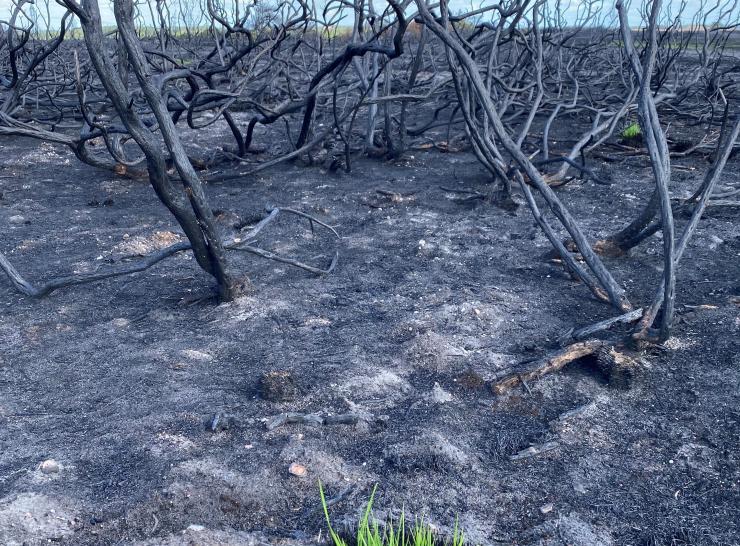 Burnt branches and bare soil