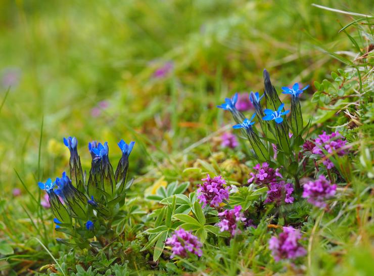 Alpine Gentian. Photos: Pete Stroh