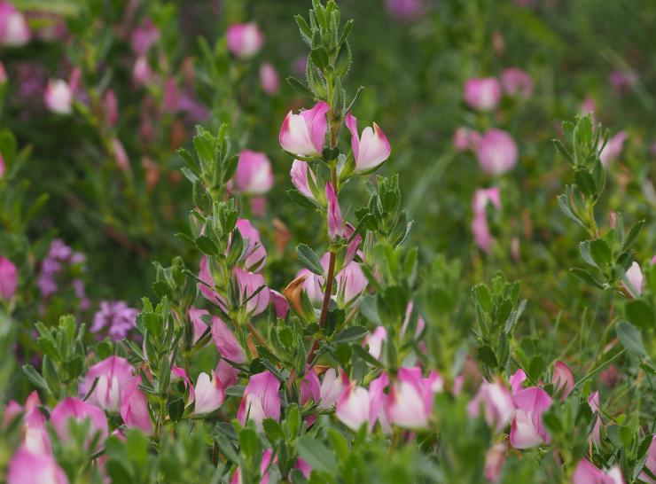 Common Restharrow. Photo: Pete Stroh