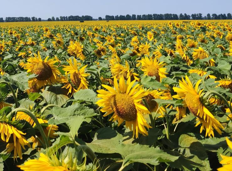 Sunflowers in Ukraine. Photo: Sergiy Medinets