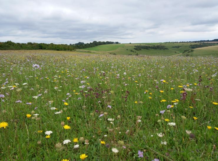 Species-rich grassland. Photo: Maico Weites.