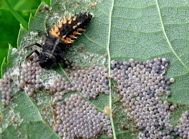 Harlequin ladybird larva and moth eggs. Photo: Bill Phillips