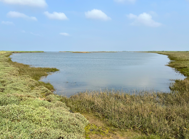High tide on saltmarsh at Wallasea Island