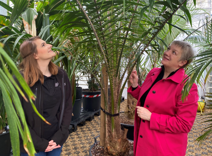Two people look up at an oil palm plant