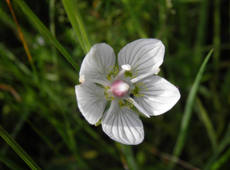 Grass of Parnassus. Photo: Rob Cooke