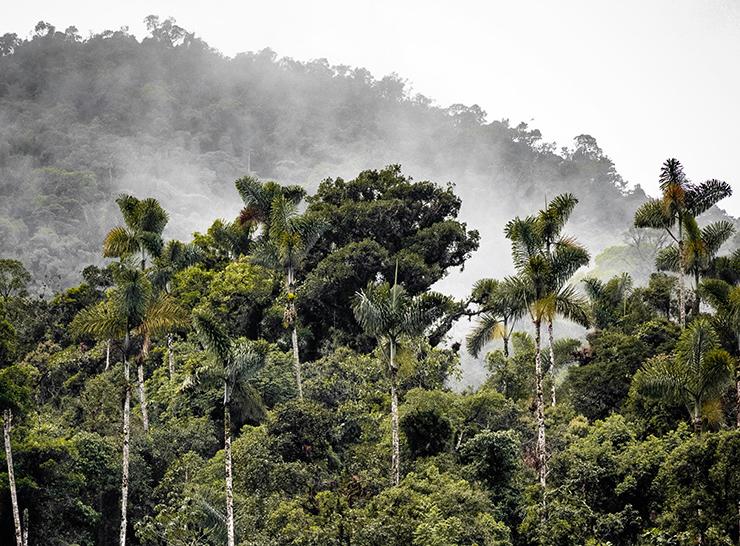 Atmosphere over rainforest trees