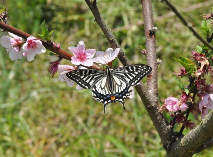 A large black and white butterfly, Papilo xuthus, found in north-east Asia, on pink flowers