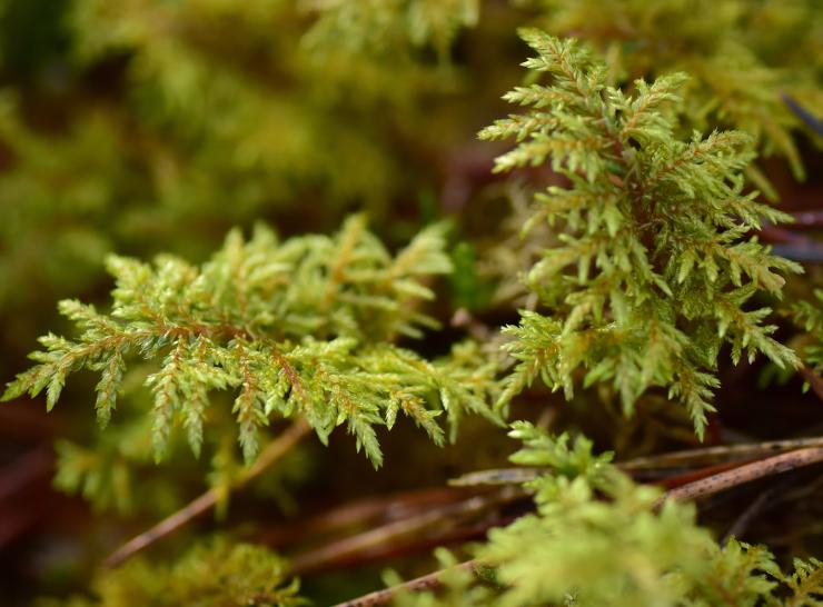 Glittering woodmoss. Photo: Shutterstock