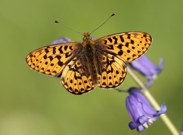 Pearl-bordered Fritillary by Iain H Leach