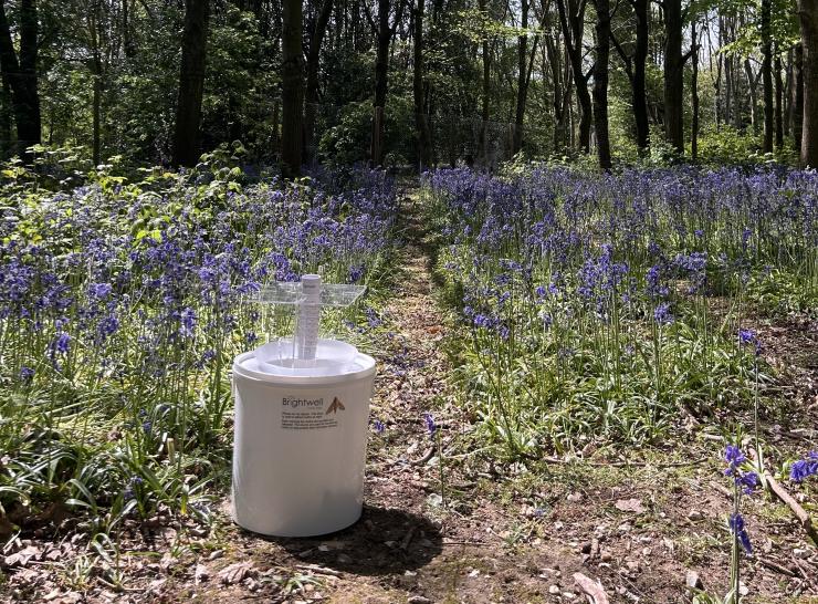 Brightwell bucket moth trap placed in a woodland in front of bluebells