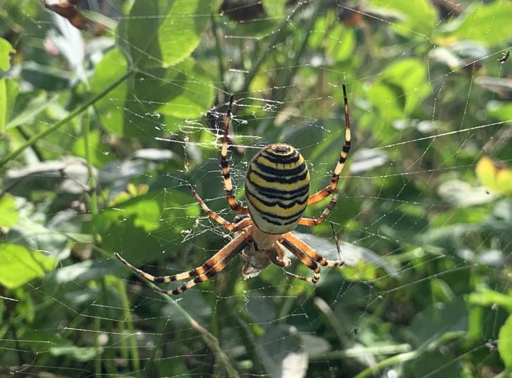 Wasp spider. Photo: Robin Hutchinson.