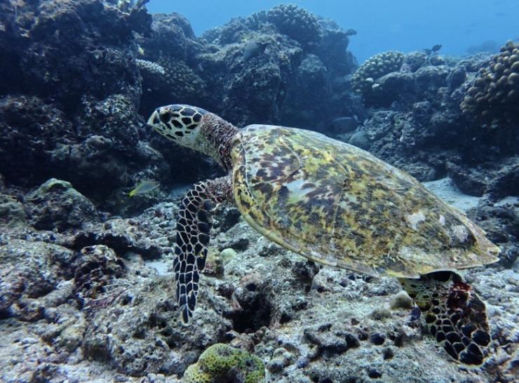 Turtle, Indian Ocean, Maldives.