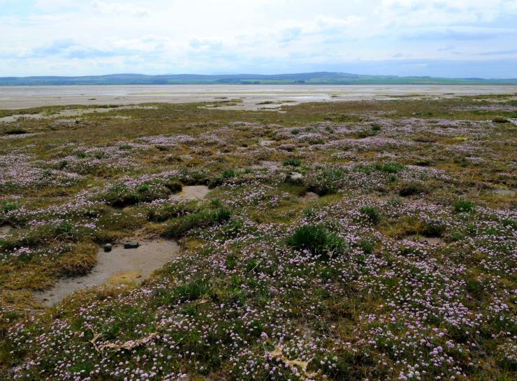 Peatland Emissions