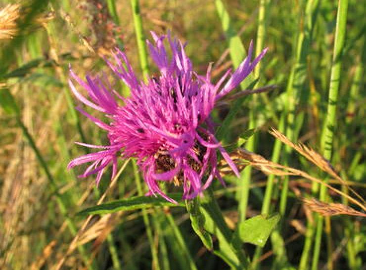 knapweed