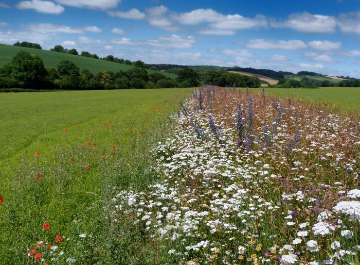 An in-field wildflower strip to support pollinators.