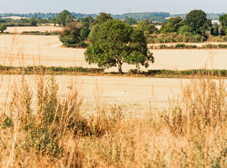 Dry fields. Photo: Unsplash