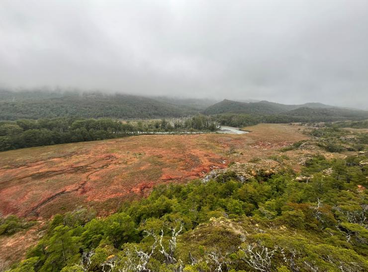 peatland landscape