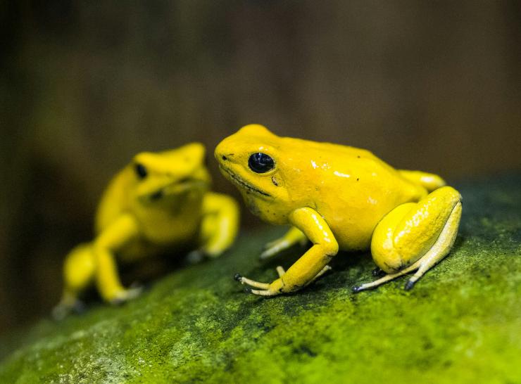 Two yellow frogs on a leaf
