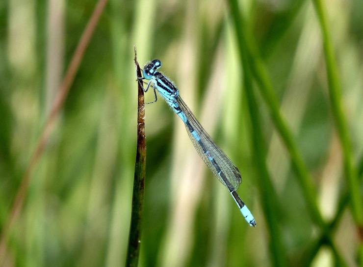 Blue dragonfly on a plant