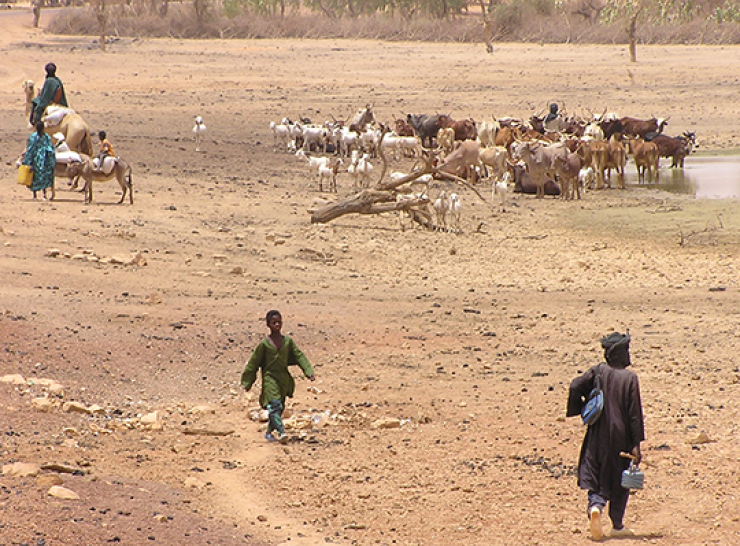 Cattle and people on dry ground