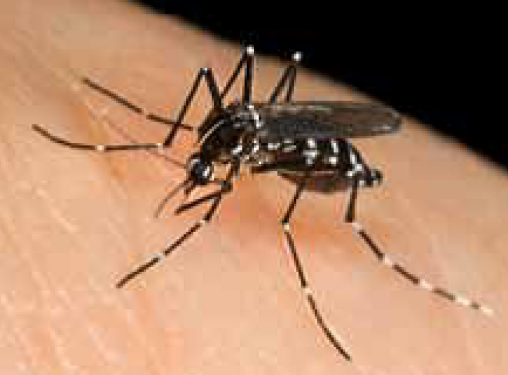 Asian tiger mosquito