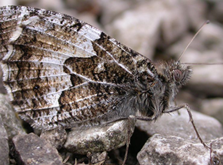 Grayling butterfly at rest showing underside of wings