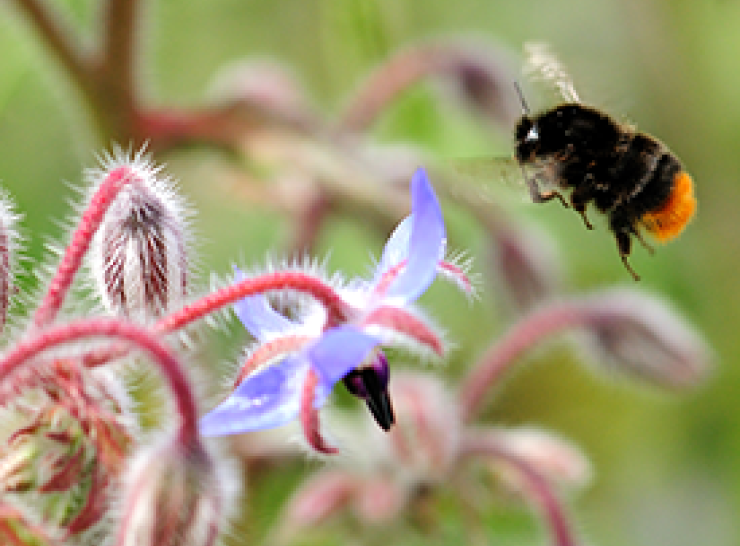 Bombus lapidarius, Red tailed bumblebee, foraging at borage