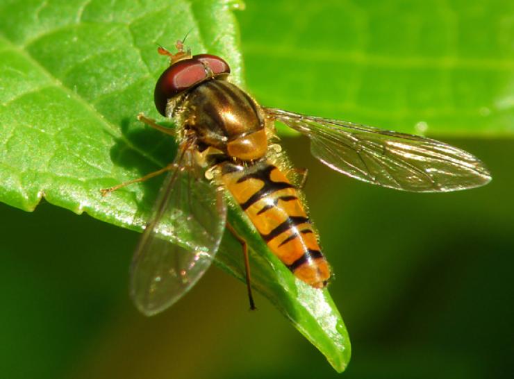 The Marmalade hoverfly is one of the 5 insects we're focusing on at this year's stand.