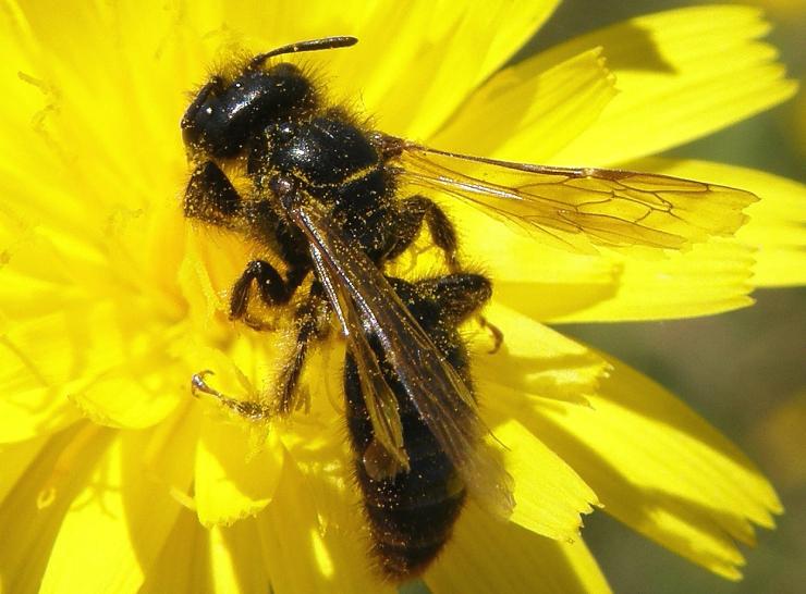 Panurgus banksianus (Large Shaggy Bee)   Picture: Steven Falk