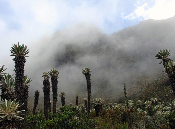 Plants in the Páramo of Guantiva-LaRusia in Boyaca Department, Colombia   