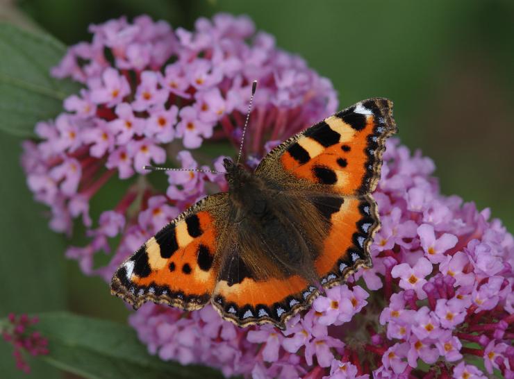 Small Tortoiseshell - Jim Asher