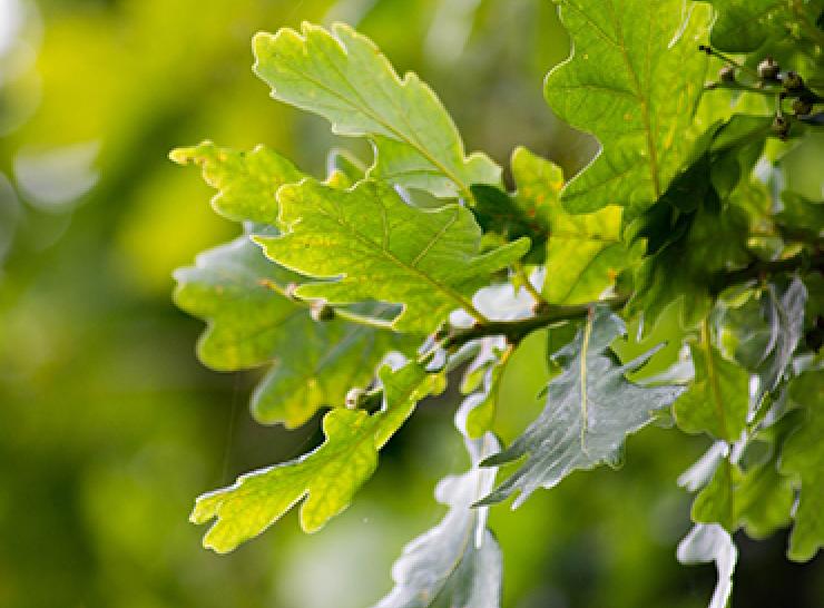 Leaves of an oak tree