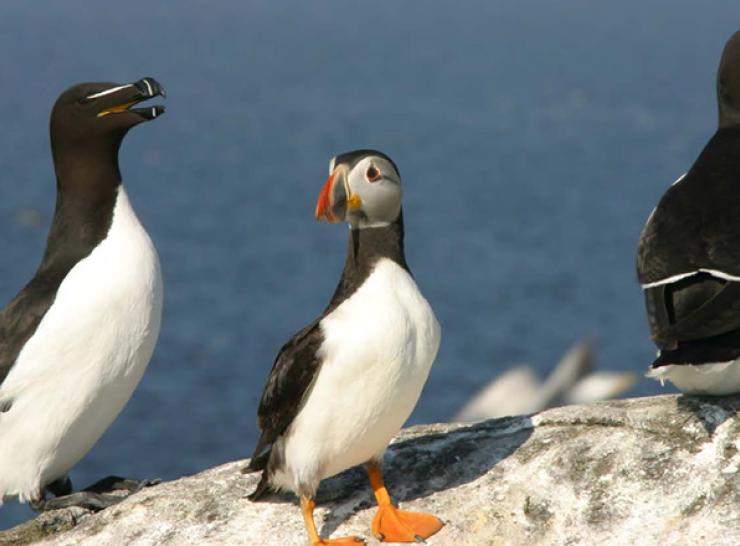 Seabirds on the Isle of May