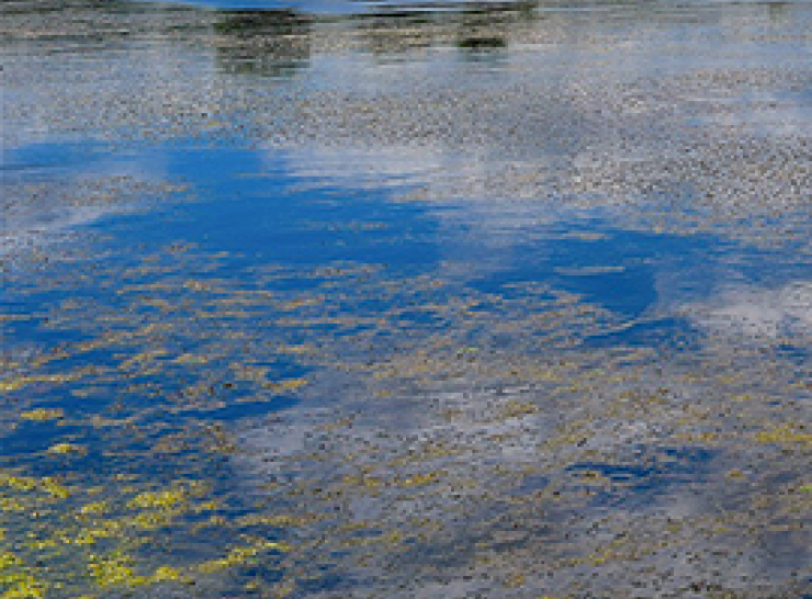 Algae on a lake