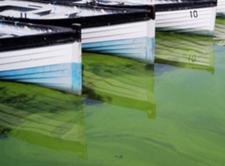 An algal bloom and boats