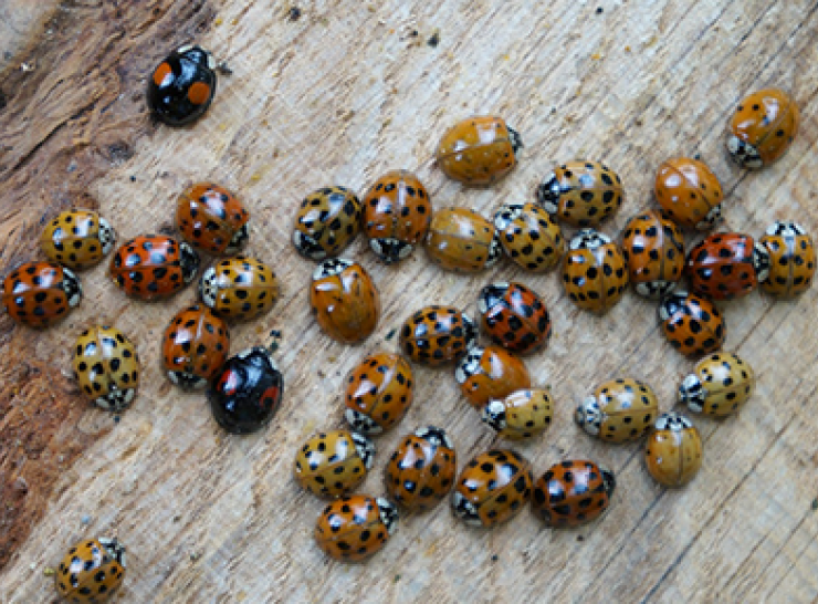 Harlequin ladybirds of several colour variations