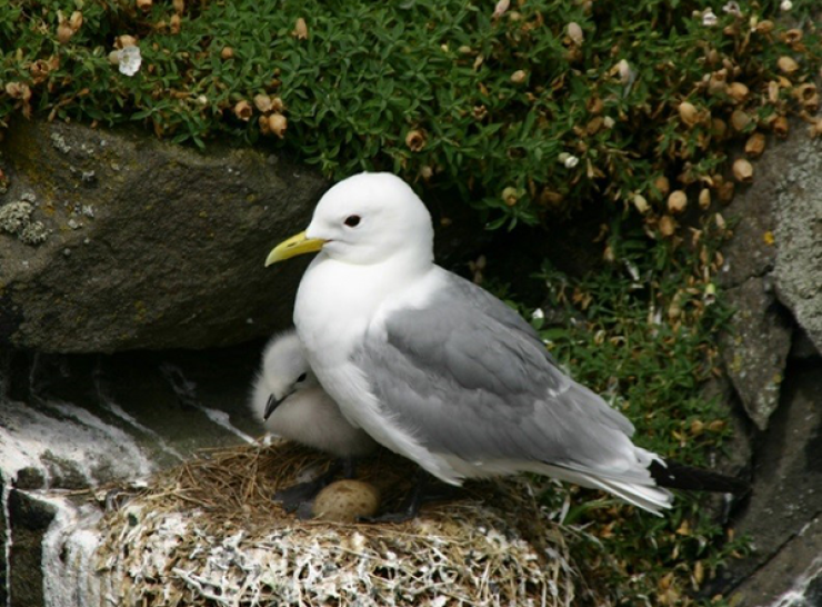 Black-legged kittiwake, chick and egg