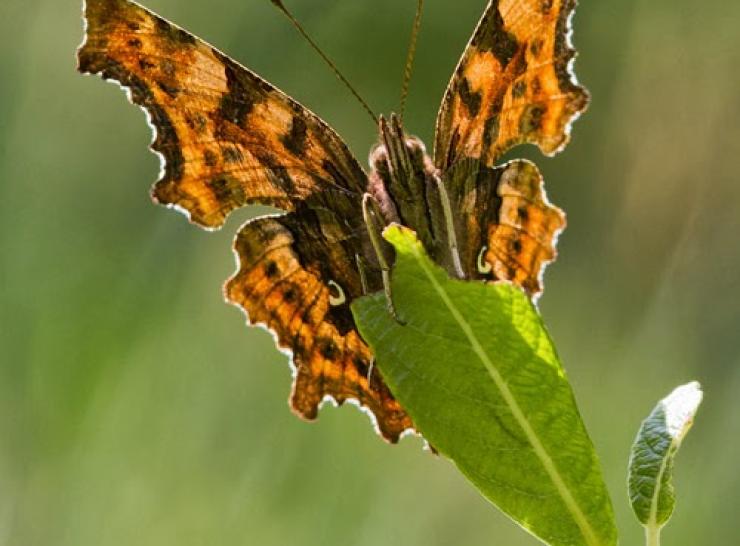 Comma butterfly Photo: Shutterstock