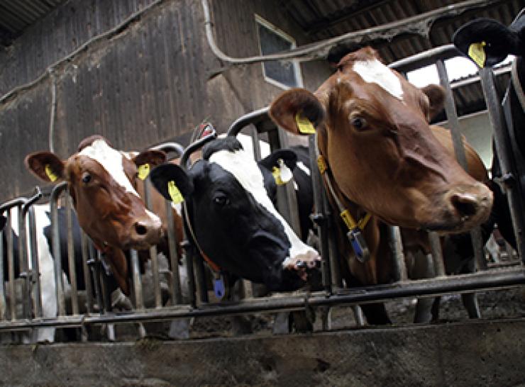 Cows in farm housing
