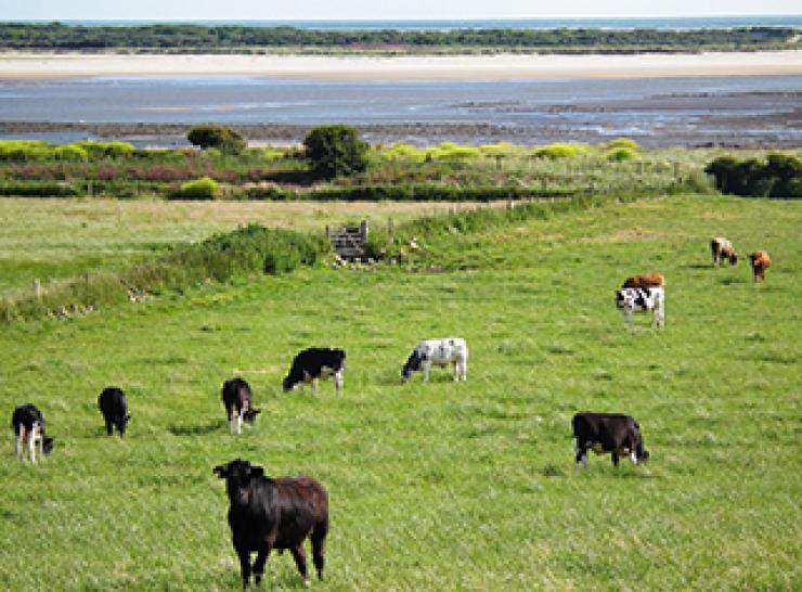Cows in a field in Wales